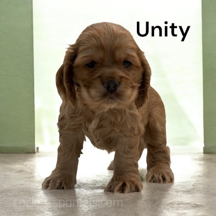 puppy, for, sale, Cocker Spaniel, Joe & Cherri  Overlease, dog, breeder, Miller, MO, dog-breeder, puppy-for-sale, forsale, nearby, find, puppyfind, locator, puppylocator, aca